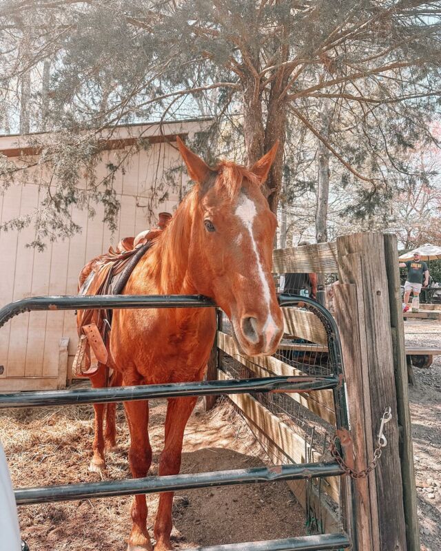So far in April….

🌒 I saw the solar eclipse. It didnt get super dark in GA. 

🍷We spent an afternoon at @paintedhorsewinery for my SIL’s birthday. It’s the perfect spot to grab a glass of wine and snacks. They even have live music. My niece and nephew loved the animals (the chickens!! Ha) 

🥰 I was sent some skincare tools from @luvly.app and I’ll be sharing a review on Simply Stine soon! 

💅 Had a girls night out and got a MUCH needed pedicure. We had Cheesecake Factory for dinner. You can’t go wrong with Salads and Avocado Egg Rolls. 

🛒 Another Costco trip. I (stupidly) went on a Saturday afternoon. Stocked up on fruits, veggies, cheese, and I can’t get enough of the egg bites. 

🇬🇧 I am slowly making my way through the latest Magnolia Parks book. I got my edition from @blackwellbooks if you want the OG artwork. 

🎧 My latest Audiobook is First Lie Wins. At least four people in my family are reading it so we will have a book club discussion. Ha! 

🍓For Easter I made a Strawberry Pie. It reminds me of home (Ohio…)

🚘💦🧼 I haven’t gotten to the car wash as often as I’d like BUT I take it weekly because this pollen is intense. 

Coming Up:
-Mammogram (my first!)
-Possible Jury Duty (this is like my 5th time since moving to GA. Seems excessive) 
-Signed up for Starz again because I want to watch the new Mary & George series! 
-A massive book clean out and possible IG sale?!? Would you guys want a chance to buy them for cheap?! 

How has April been for you so far?
